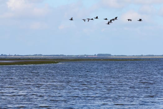 A swarm of wild geese at the fly over a water surface.ein Schwarm Wildgänse beim überfliegen einer Wasserfläche.