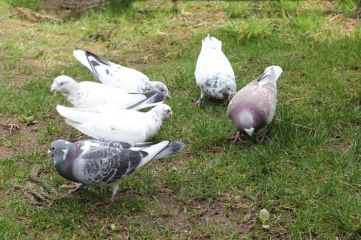Close up view of a city pigeon (Columba livia forma domestica).Nahaufnahme von einer Stadttaube, (Columba livia forma domestica).
