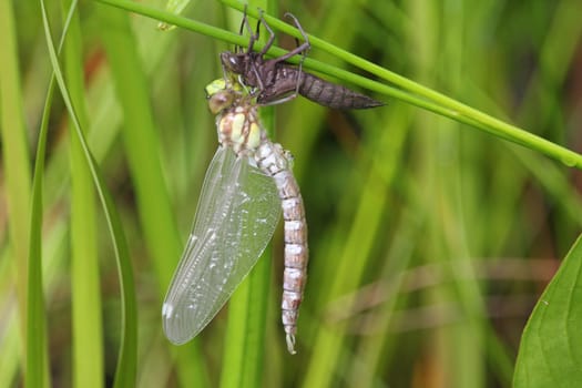 Newly hatched Great King's belle (Anax imperator) on her exuvie.Frisch geschlüpfte Große Königslibelle (Anax imperator) an ihrer Exuvie.