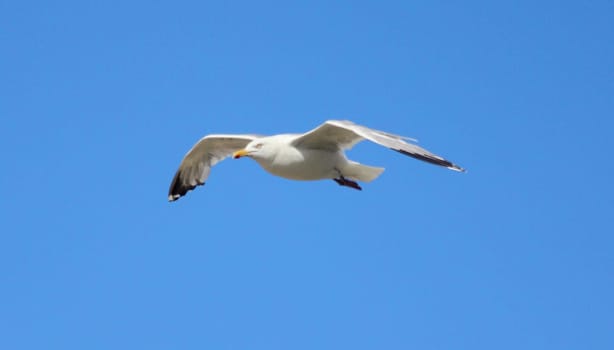 Close-up of a flying gull, with blue sky background .Nahaufnahme einer fliegenden Silbermöwe, mit blauem Himmel im Hintergrund.