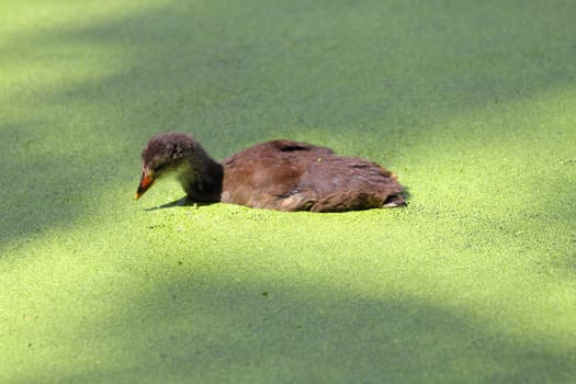 A duck floats on a pond covered with water plants.eine Ente schwimmt auf einem mit Wasserlinsen bedeckten Teich.
