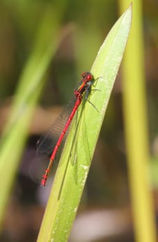 The Scarlet (Ceriagrion tenellum), is a small bark species from the family of the slimy bark (Coenagrionidae).Die Scharlachlibelle (Ceriagrion tenellum), ist eine Kleinlibellenart aus der Familie der Schlanklibellen (Coenagrionidae).