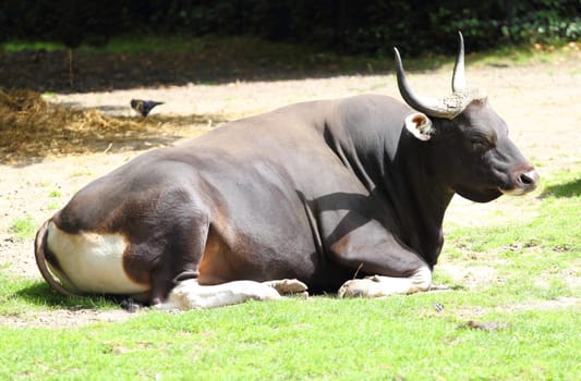 The banteng (Bos javanicus), also known as tembadau, is a species of wild cattle found in Southeast Asia.Der Banteng (Bos javanicus), oder auch Sunda-Ochse, ist ein Wildrind, das in Südostasien beheimatet ist.