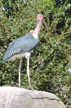The marabou stork (Leptoptilos crumenifer) is a large wading bird in the stork family Ciconiidae.Der Marabu (Leptoptilos crumeniferus) ist eine in Afrika vorkommende Vogelart aus der Familie der Störche (Ciconiidae).