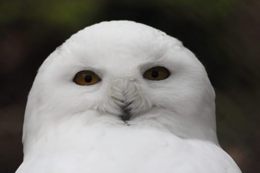 Portrait shot of a snowy owl, (Nyctea scandiaca) .Porträtaufnahme einer Schnee-Eule, (Nyctea scandiaca).
