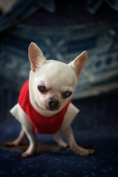 Chihuahua dog Concept santa claus , christmas