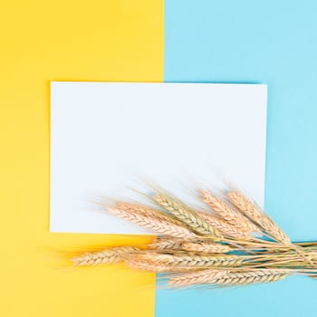 Wheat crop on a blue and yellow colored background, copy space for text, food harvest in the summer, golden straw