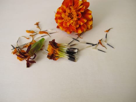 Tagetes seeds from the orange flower on a wooden board