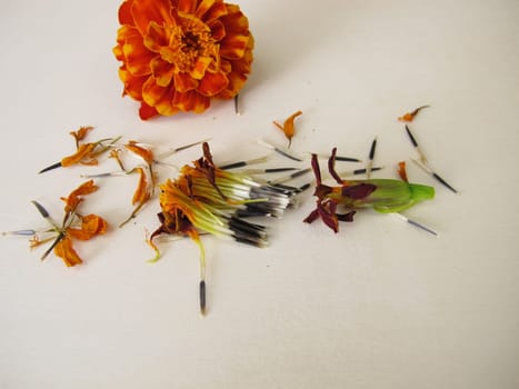 Tagetes seeds from the orange flower on a wooden board
