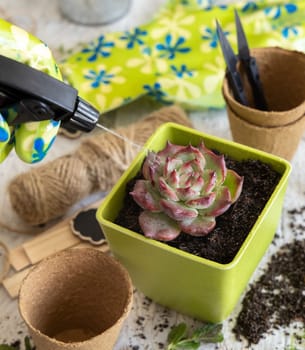 Watering succulent sprout in a green vase near garden tools close up. Indoor gardening hobbie