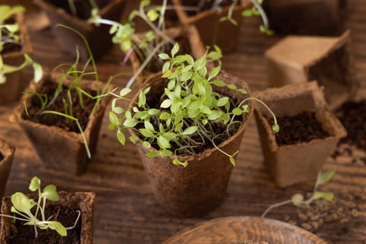 Vegetable and herbs seedlings growing in a biodegradable pots on wooden table close up. Urban Indoor gardening, homegrown plants, germination at home