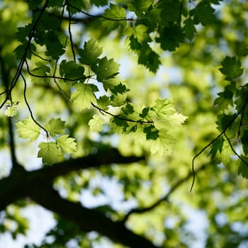 young green leaves of a rare Elsbeere, wild service tree, Sorbus torminalis in sunshine in springtime