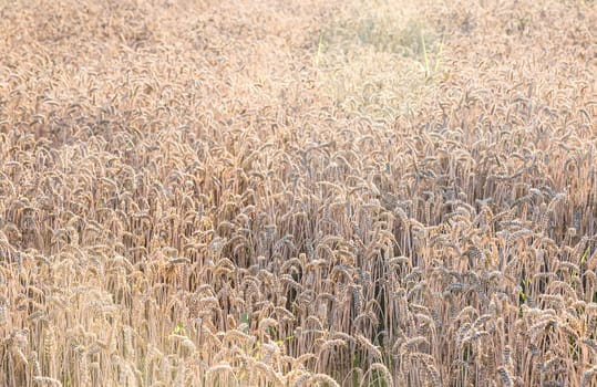 Close up of field of wheat in a summer day. Harvesting period.Rich collection concept. Advertising