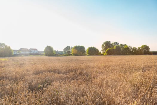 Close up of field of wheat in a summer day. Harvesting period.Rich collection concept. Advertising