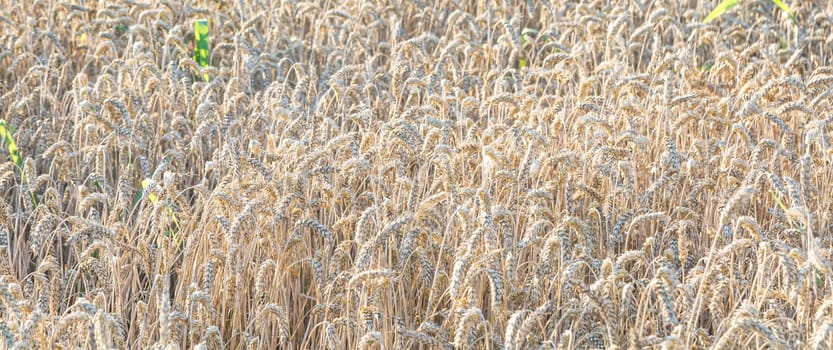 Close up of field of wheat in a summer day. Harvesting period.Rich collection concept. Advertising