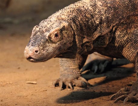 Monitor lizard is the common name of several large lizard species, comprising the genus Varanus.   Die Warane (Varanus) bilden eine etwa 79 Arten umfassende Gattung der Schuppenkriechtiere (Squamata).