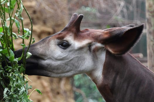 The okapi (Okapia johnstoni) is a giraffid artiodactyl mammal native to the northeast of the Democratic Republic of the Congo .yDas Okapi (Okapia johnstoni), manchmal auch Waldgiraffe genannt, ist ein Paarhufer aus der Familie der Giraffenartigen.