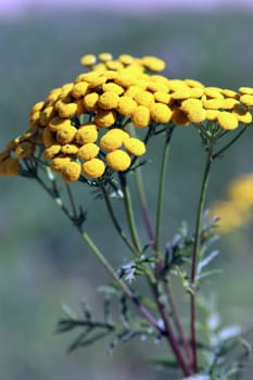 Rainfarn oder Wurmkraut (Tanacetum vulgare, Syn. Chrysanthemum vulgare)