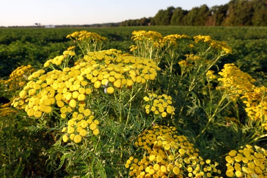 Rainfarn oder Wurmkraut (Tanacetum vulgare, Syn. Chrysanthemum vulgare)