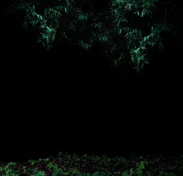 Tropical forest foliage plants bushes in the dark night