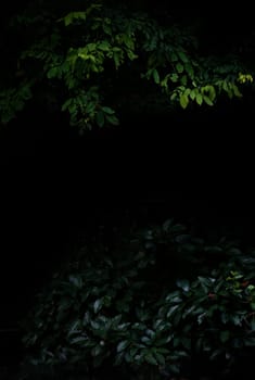 Tropical forest foliage plants bushes in the dark night