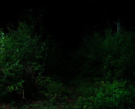 Tropical forest foliage plants bushes in the dark night