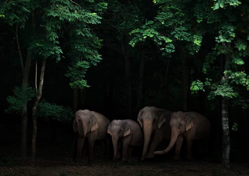 group of asia elephant in the dark tropical forest