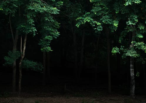 Tropical forest foliage plants bushes in the dark night