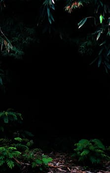 Tropical forest foliage plants bushes in the dark night
