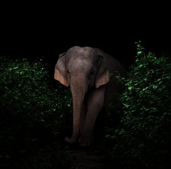 asia elephant walking in the dark tropical forest