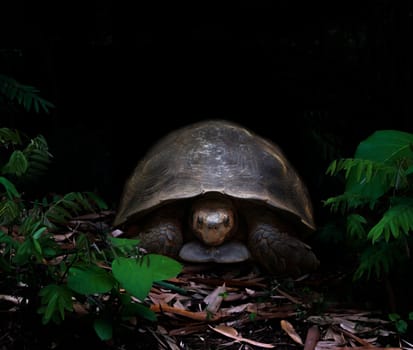 tortoise walking in the dark tropical forest