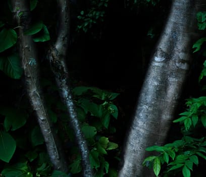 Tropical forest foliage plants bushes in the dark night