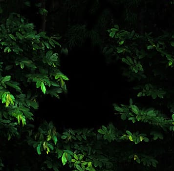 Tropical forest foliage plants bushes in the dark night
