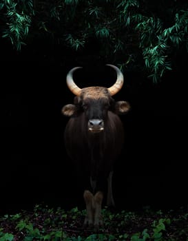 gaur standing in the dark tropical forest