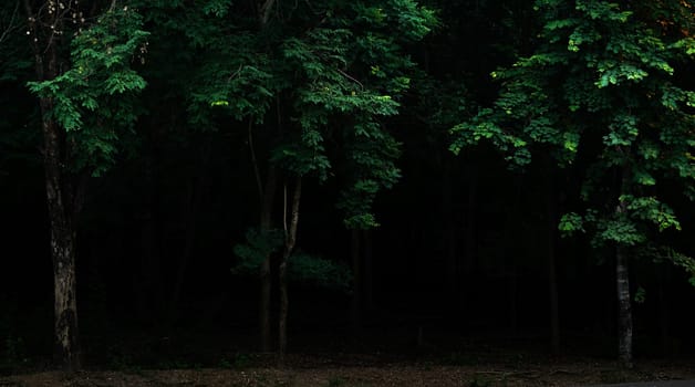 Tropical forest foliage plants bushes in the dark night