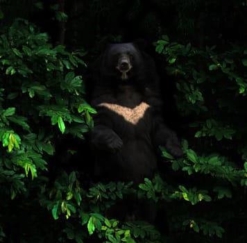 asiatic black bear standing in the dark tropical forest