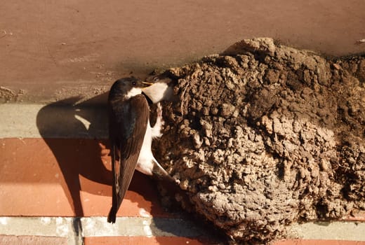 house martin