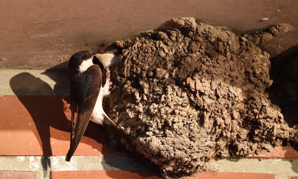 house martin