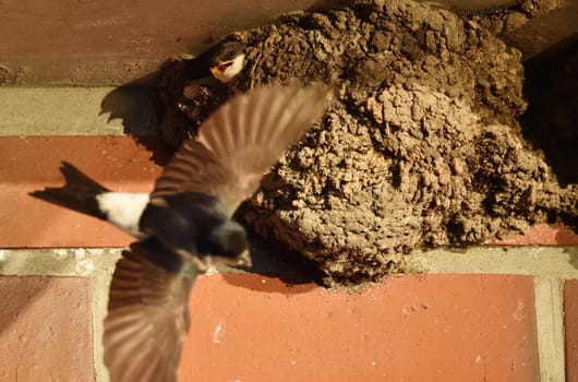 house martin