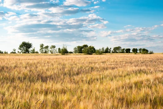 Field with cultivated barley Germany, harvest in the summer, agriculture for food, farmland on the countryside