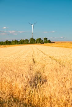 Field with cultivated barley Germany, harvest in the summer, agriculture for food, farmland on the countryside