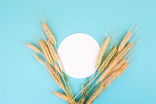 Wheat crop on a blue background, copy space for text, food harvest in the summer, golden straw