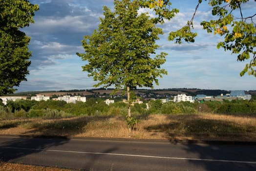 Tree with the city of Trier in the distance, landscape in Germany in the summer