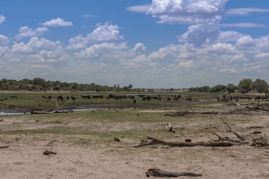 the Boteti river at low tide in summer, Botswana