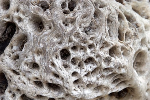 Surface of an ancient olive tree trunk