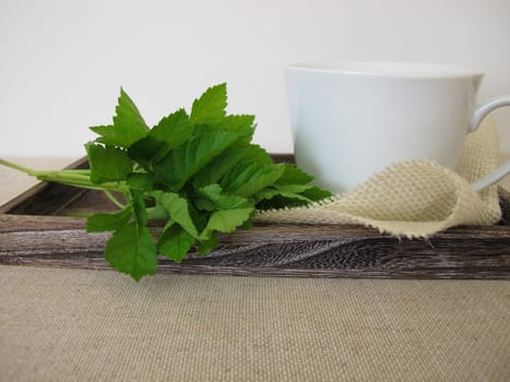 A cup of herbal tea with goutweed herbs