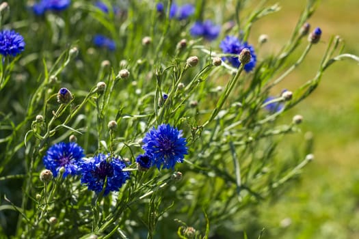 cornflowers in the garden - soft focus