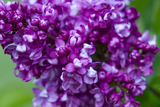 blooming lilac flowers. Macro photo, soft focus