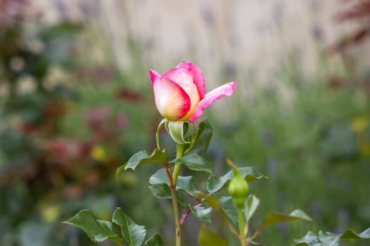 pink rose in the garden - soft focus - blurred background