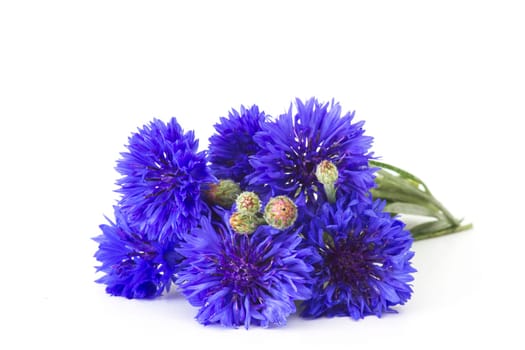 cornflowers on white background - close up